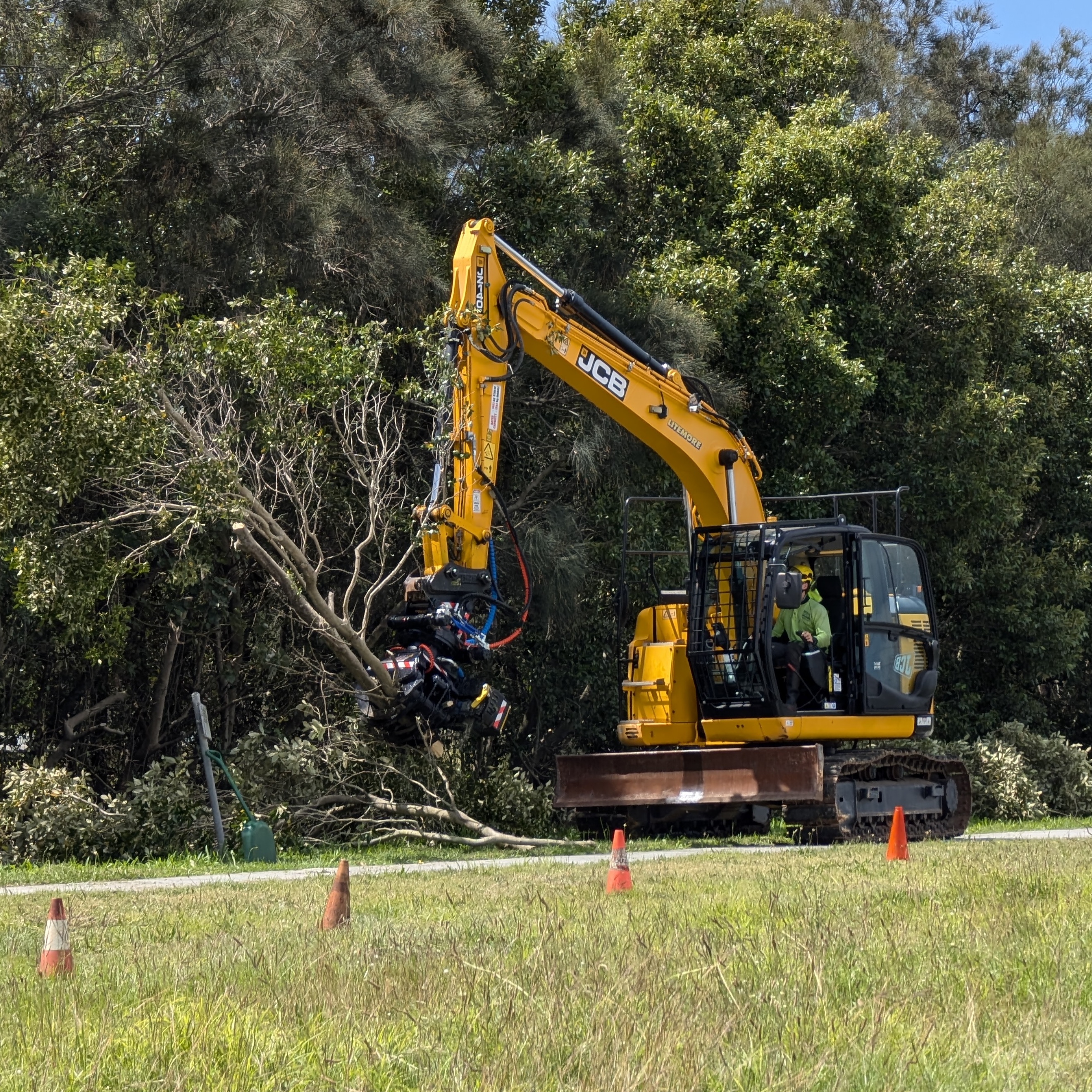 Tree Removal